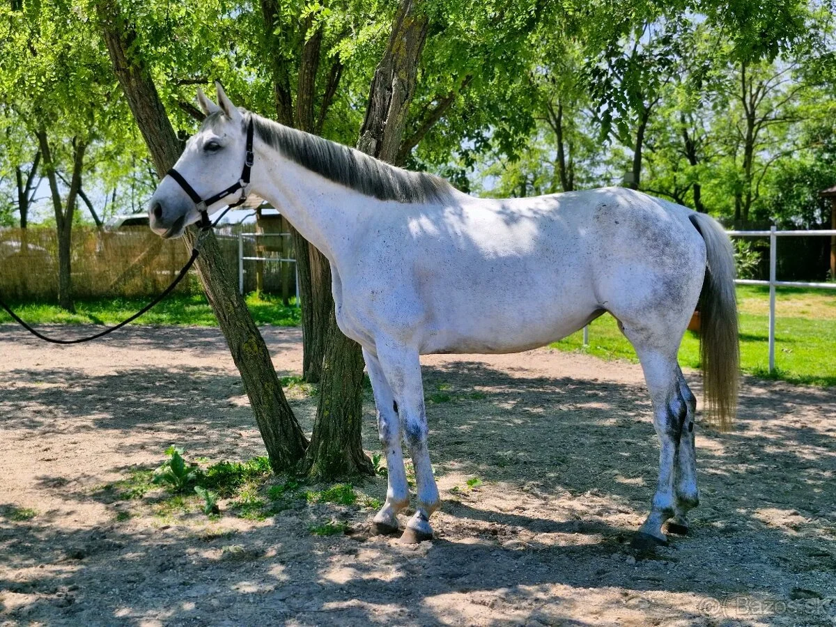 🐎 Športová kobyla s výborným pôvodom - foto 1